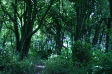    Freeman's Wood